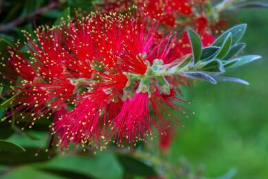 Callistemon, la pianta dai fiori a scovolino che conquista giardini e terrazzi