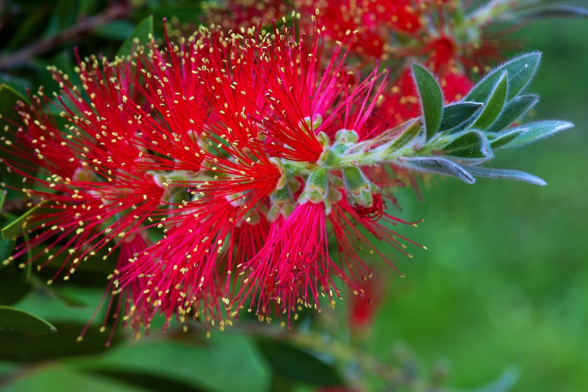 Callistemon, la pianta dai fiori a scovolino che conquista giardini e terrazzi Callistemon, la pianta dai fiori a scovolino che conquista giardini e terrazzi