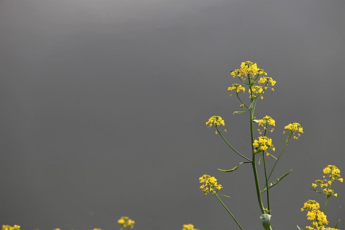 Colza: la pianta dai fiori gialli che arricchisce il terreno e produce energia Colza: la pianta dai fiori gialli che arricchisce il terreno e produce energia