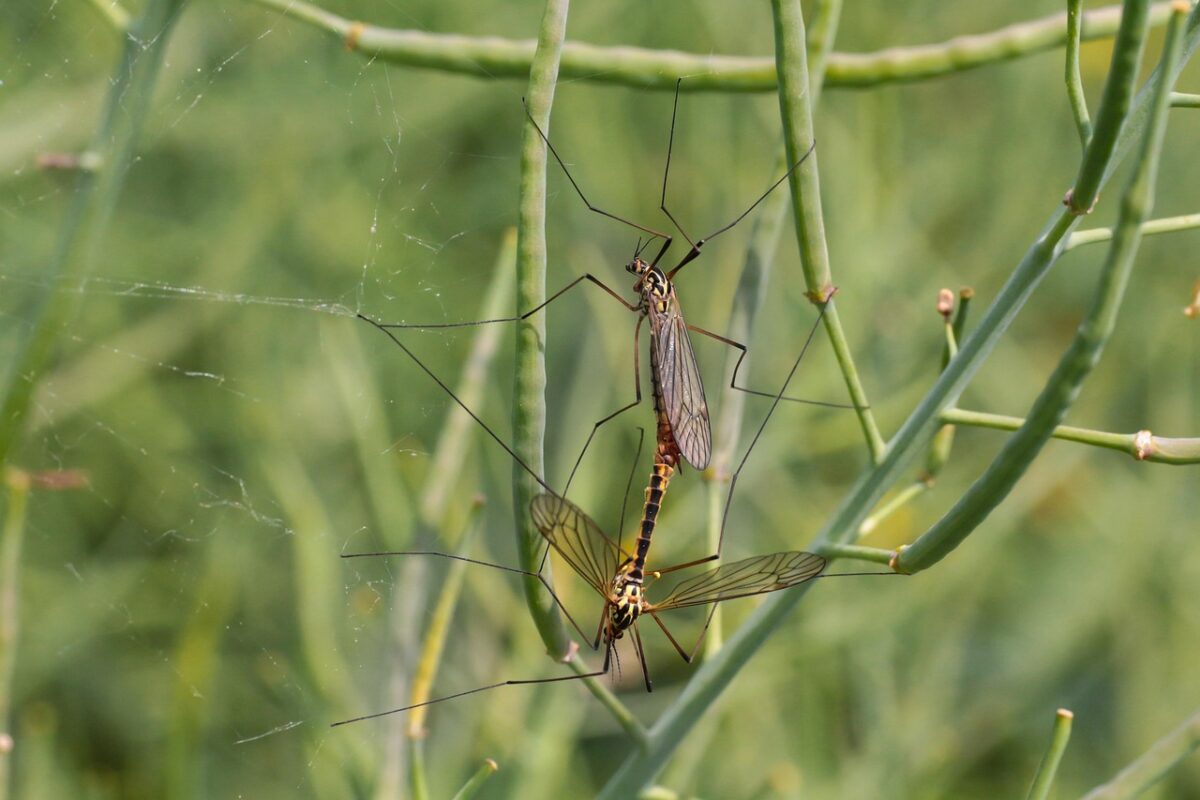Cymbopogon citratus, il profumo del benessere: come coltivare la Citronella in casa e in giardino Cymbopogon citratus, il profumo del benessere: come coltivare la Citronella in casa e in giardino