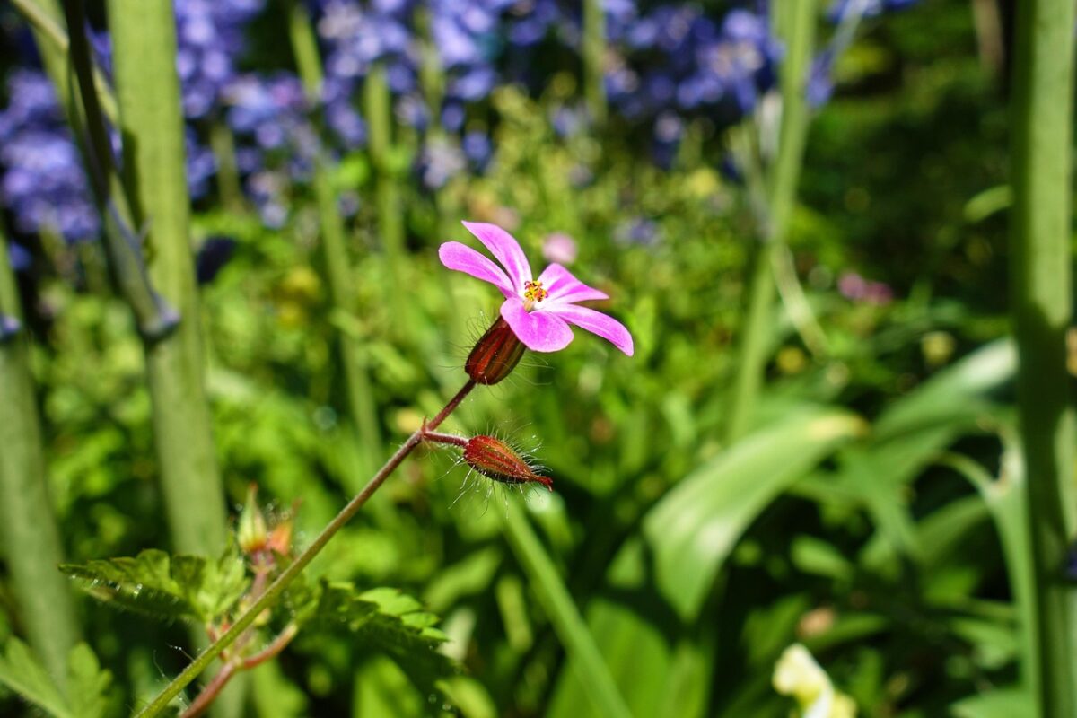 Erba Roberta: la pianta spontanea dalle straordinarie proprietà Erba Roberta: la pianta spontanea dalle straordinarie proprietà