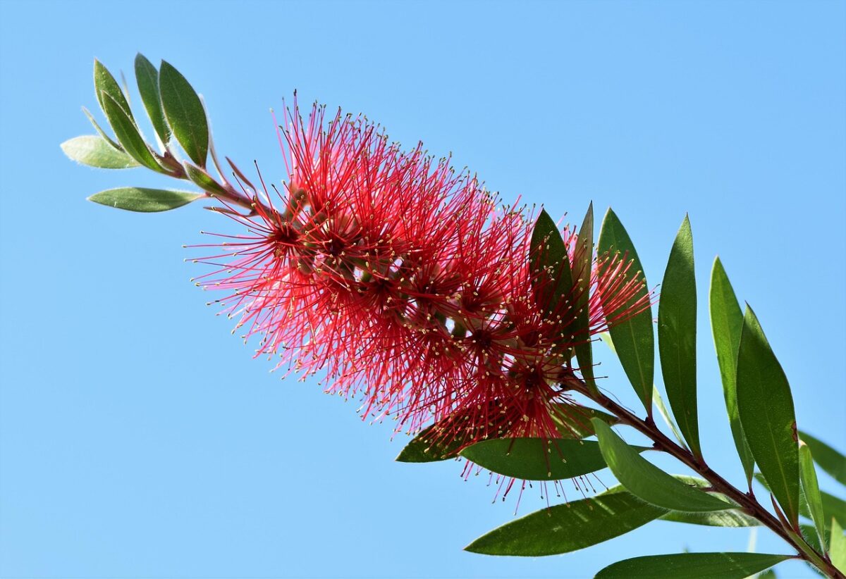 Callistemon, la pianta dai fiori a scovolino che conquista giardini e terrazzi Callistemon, la pianta dai fiori a scovolino che conquista giardini e terrazzi