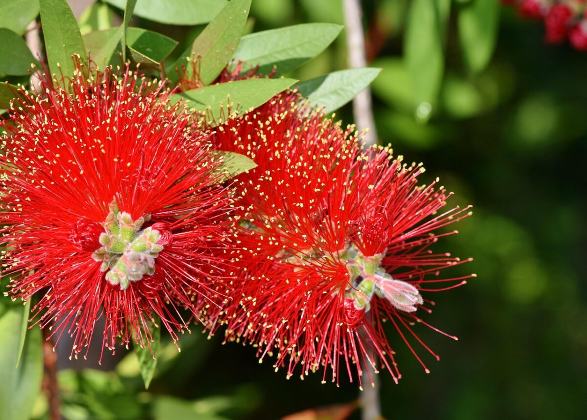 Callistemon, la pianta dai fiori a scovolino che conquista giardini e terrazzi Callistemon, la pianta dai fiori a scovolino che conquista giardini e terrazzi