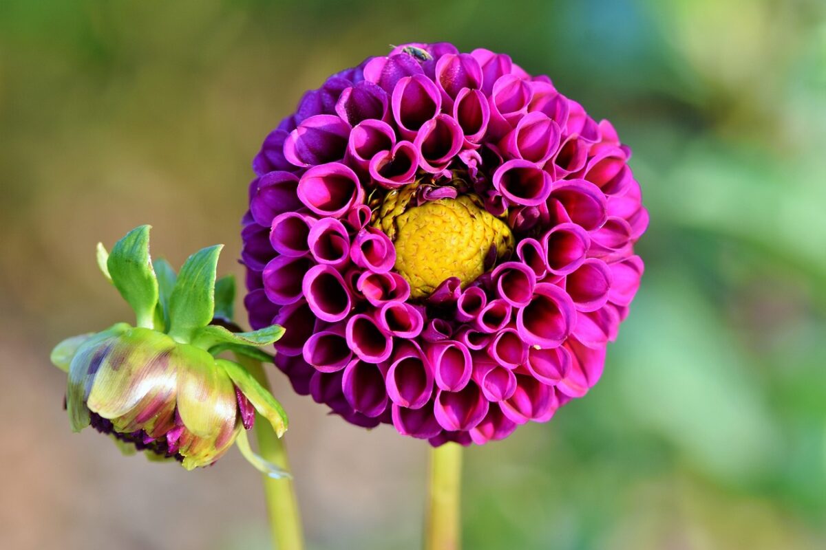 Dalia: come coltivare e curare la regina colorata del giardino Dalia: come coltivare e curare la regina colorata del giardino