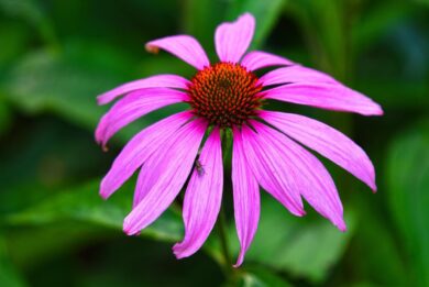 Echinacea: la pianta dai fiori vivaci che rafforza le difese naturali