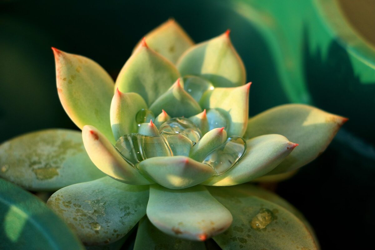 Illumina la casa col fascino esotico della Echeveria agavoides