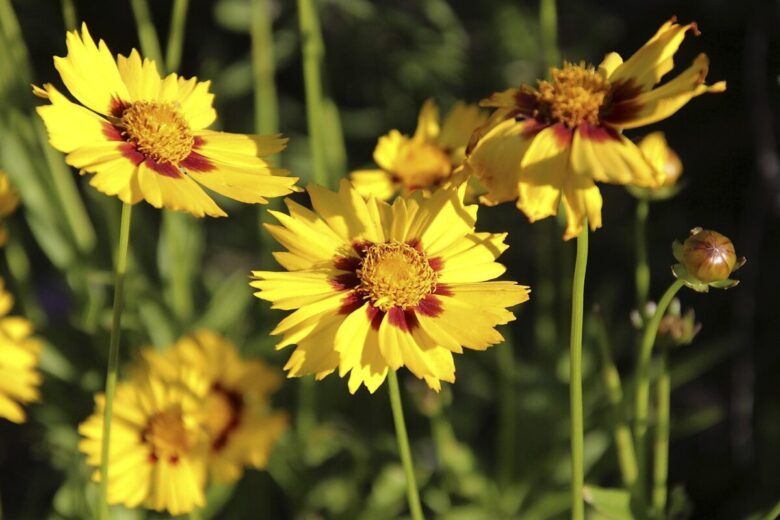 Coreopsis gialla: il fiore solare che rallegra ogni giardino