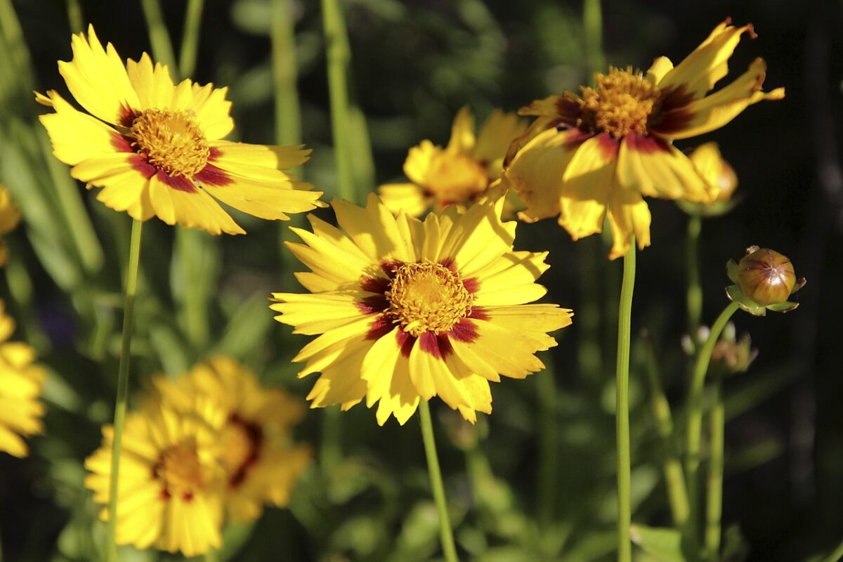 Coreopsis gialla: il fiore solare che rallegra ogni giardino Coreopsis gialla: il fiore solare che rallegra ogni giardino