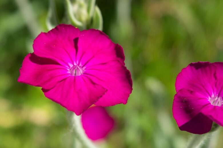 Crotonella coronaria: la pianta dai fiori vellutati che illumina il giardino