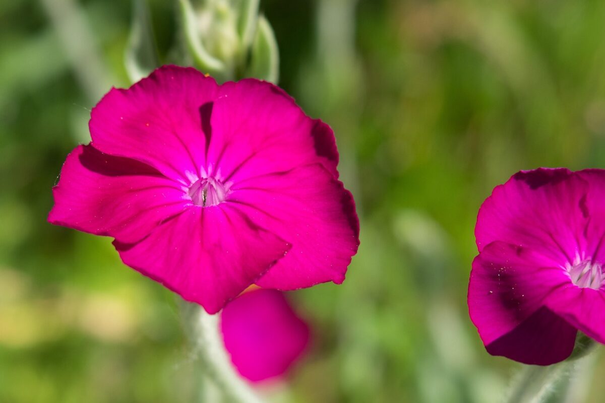Crotonella coronaria: la pianta dai fiori vellutati che illumina il giardino Crotonella coronaria: la pianta dai fiori vellutati che illumina il giardino