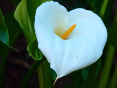 Calla Macchiettata: eleganza e fascino tra puntini bianchi e fiori raffinati