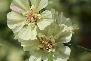 Clusia rosea: la pianta tropicale resistente e decorativa perfetta per la casa