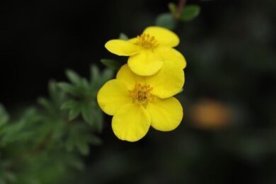 Cinquefoglio cespuglioso: il piccolo arbusto che colora il giardino per tutta l’estate