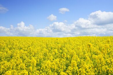 Colza: la pianta dai fiori gialli che arricchisce il terreno e produce energia