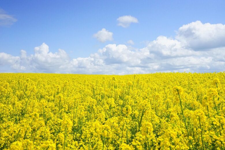 Colza: la pianta dai fiori gialli che arricchisce il terreno e produce energia