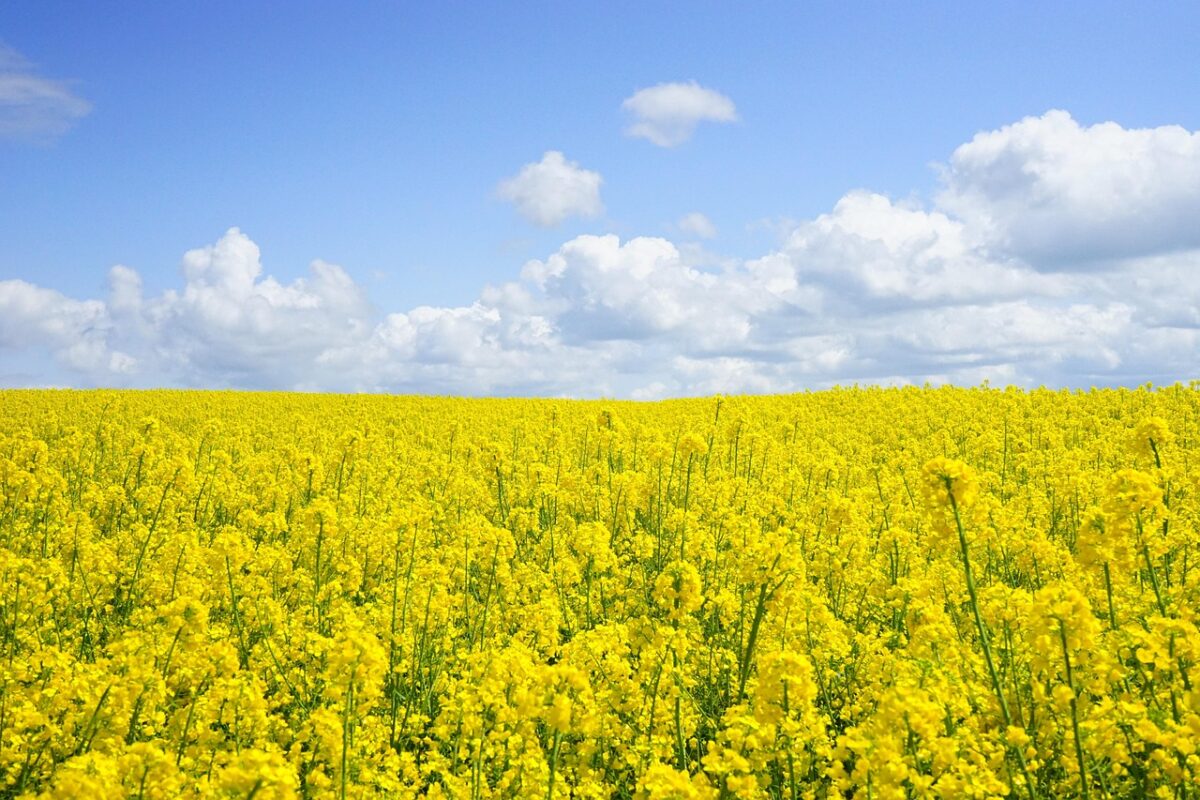 Colza: la pianta dai fiori gialli che arricchisce il terreno e produce energia Colza: la pianta dai fiori gialli che arricchisce il terreno e produce energia