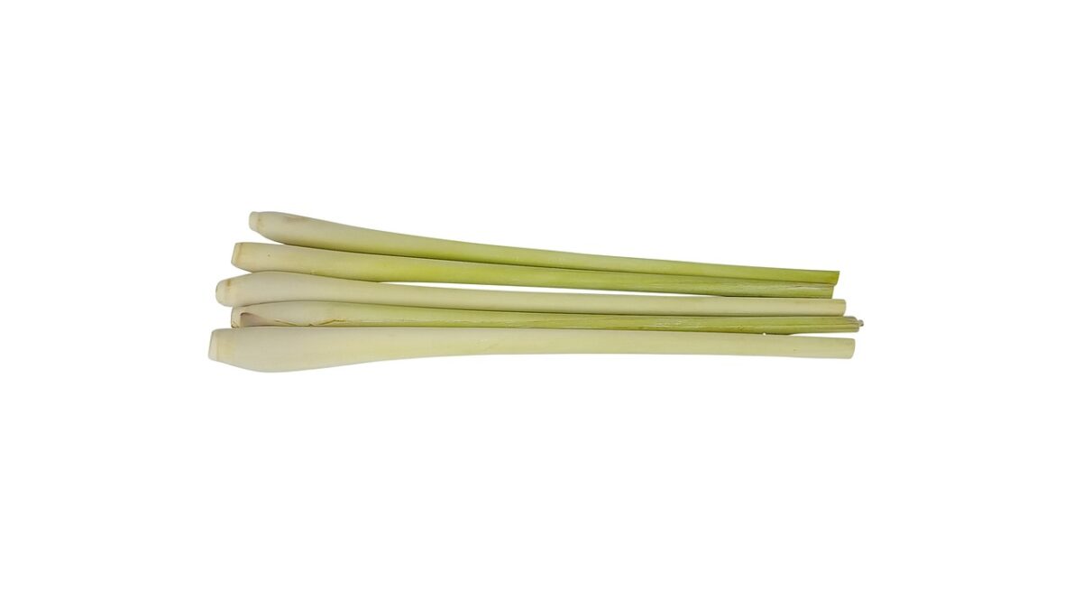 Cymbopogon citratus, il profumo del benessere: come coltivare la Citronella in casa e in giardino Cymbopogon citratus, il profumo del benessere: come coltivare la Citronella in casa e in giardino