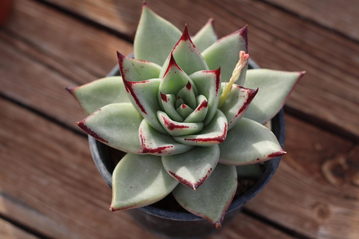 Illumina la casa col fascino esotico della Echeveria agavoides