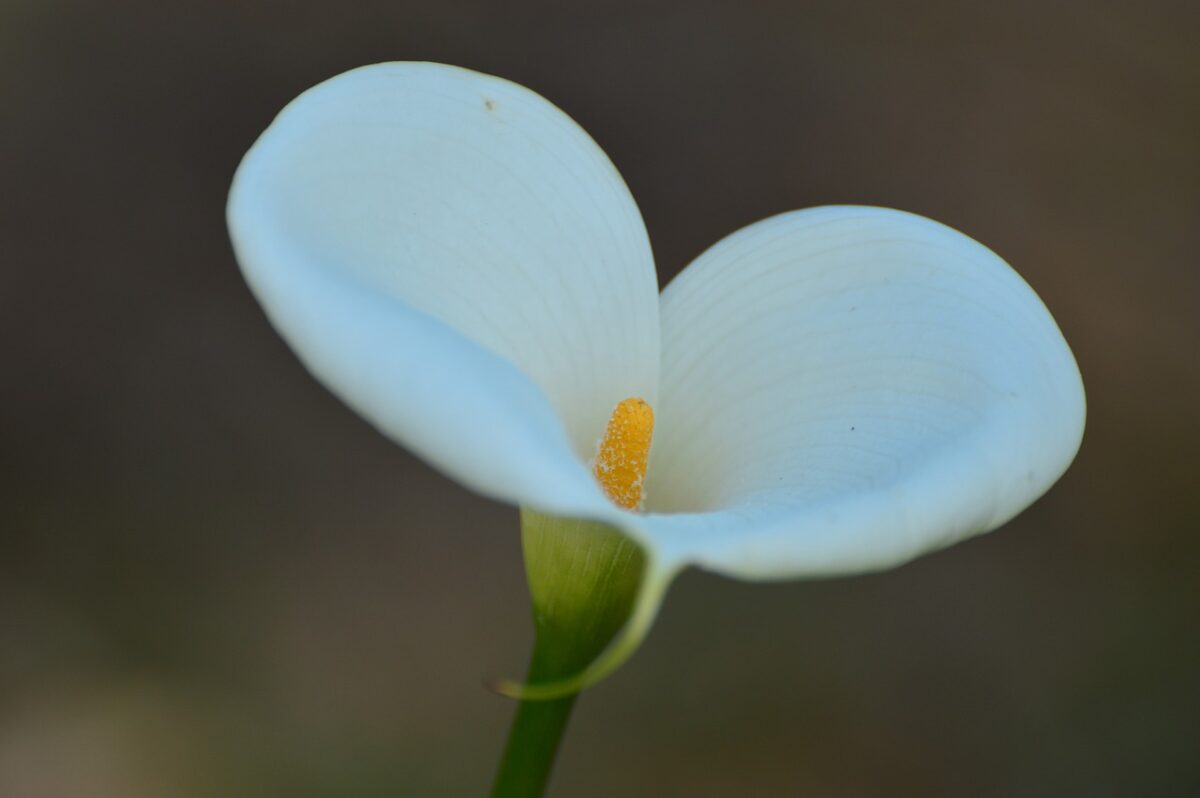 Calla Macchiettata: eleganza e fascino tra puntini bianchi e fiori raffinati Calla Macchiettata: eleganza e fascino tra puntini bianchi e fiori raffinati