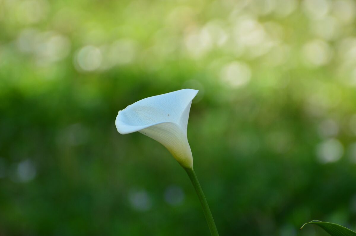 Calla Macchiettata: eleganza e fascino tra puntini bianchi e fiori raffinati Calla Macchiettata: eleganza e fascino tra puntini bianchi e fiori raffinati