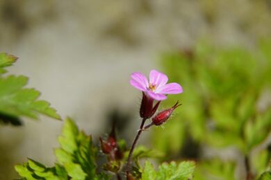 Erba Roberta: la pianta spontanea dalle straordinarie proprietà