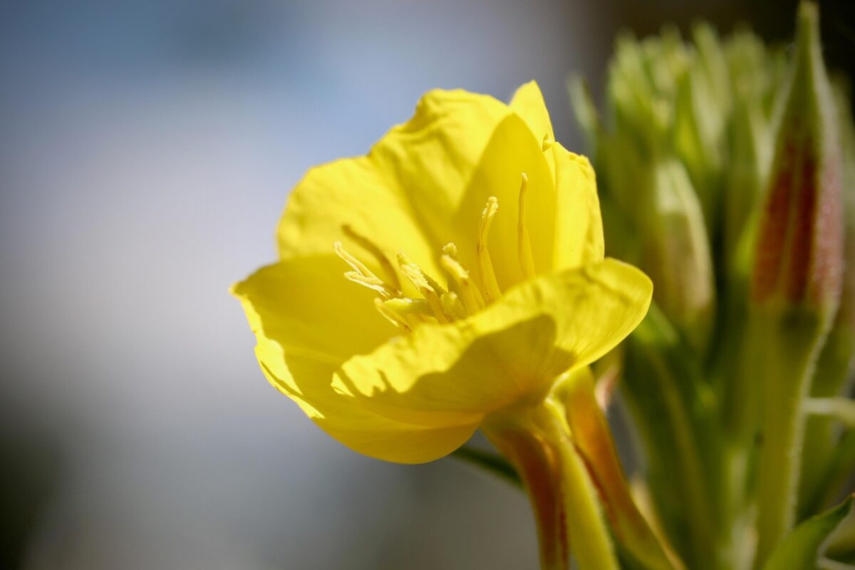 Enagra comune: la pianta dai fiori gialli e dai mille benefici Enagra comune: la pianta dai fiori gialli e dai mille benefici