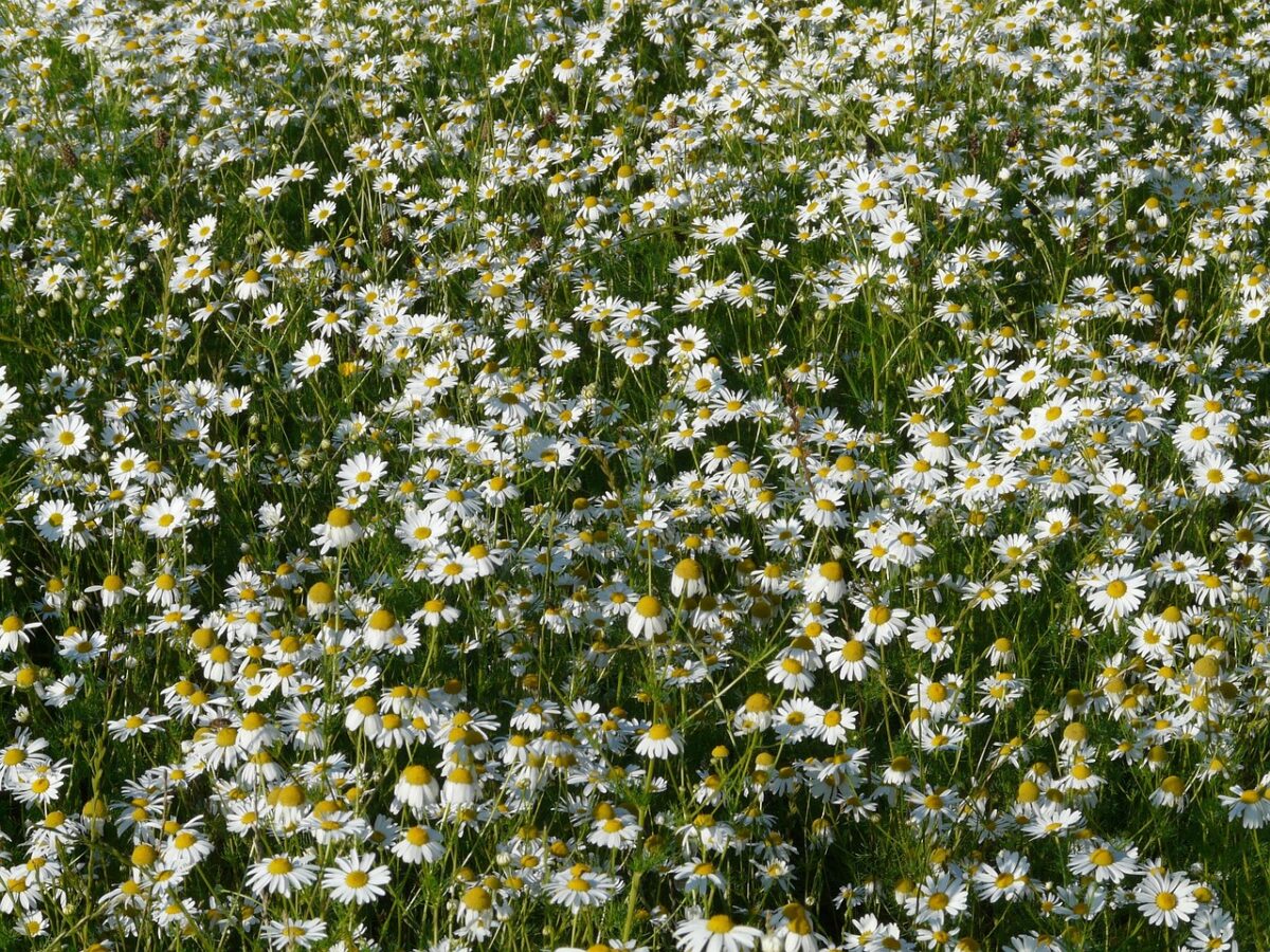 Camomilla comune: la pianta del benessere facile da coltivare Camomilla comune: la pianta del benessere facile da coltivare