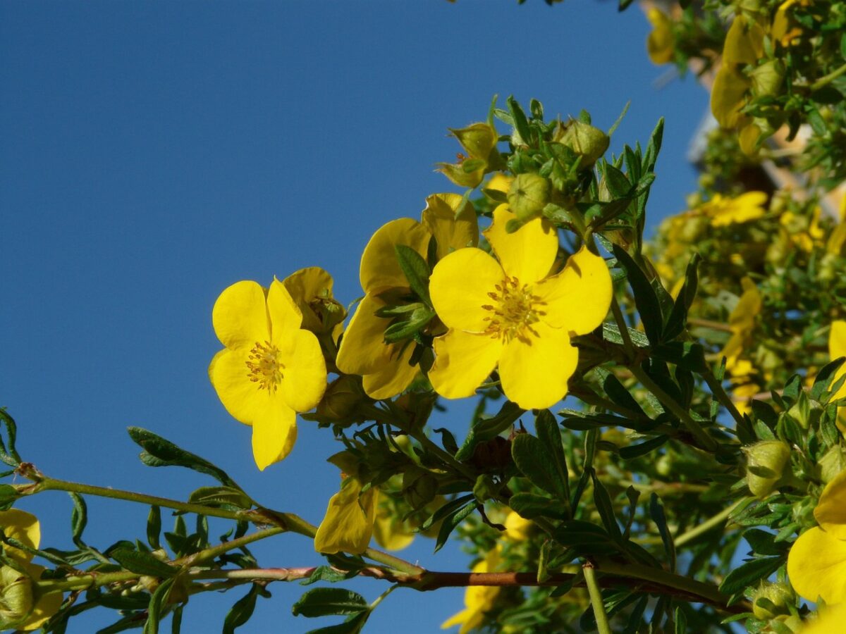 Cinquefoglio cespuglioso: il piccolo arbusto che colora il giardino per tutta l’estate Cinquefoglio cespuglioso: il piccolo arbusto che colora il giardino per tutta l’estate