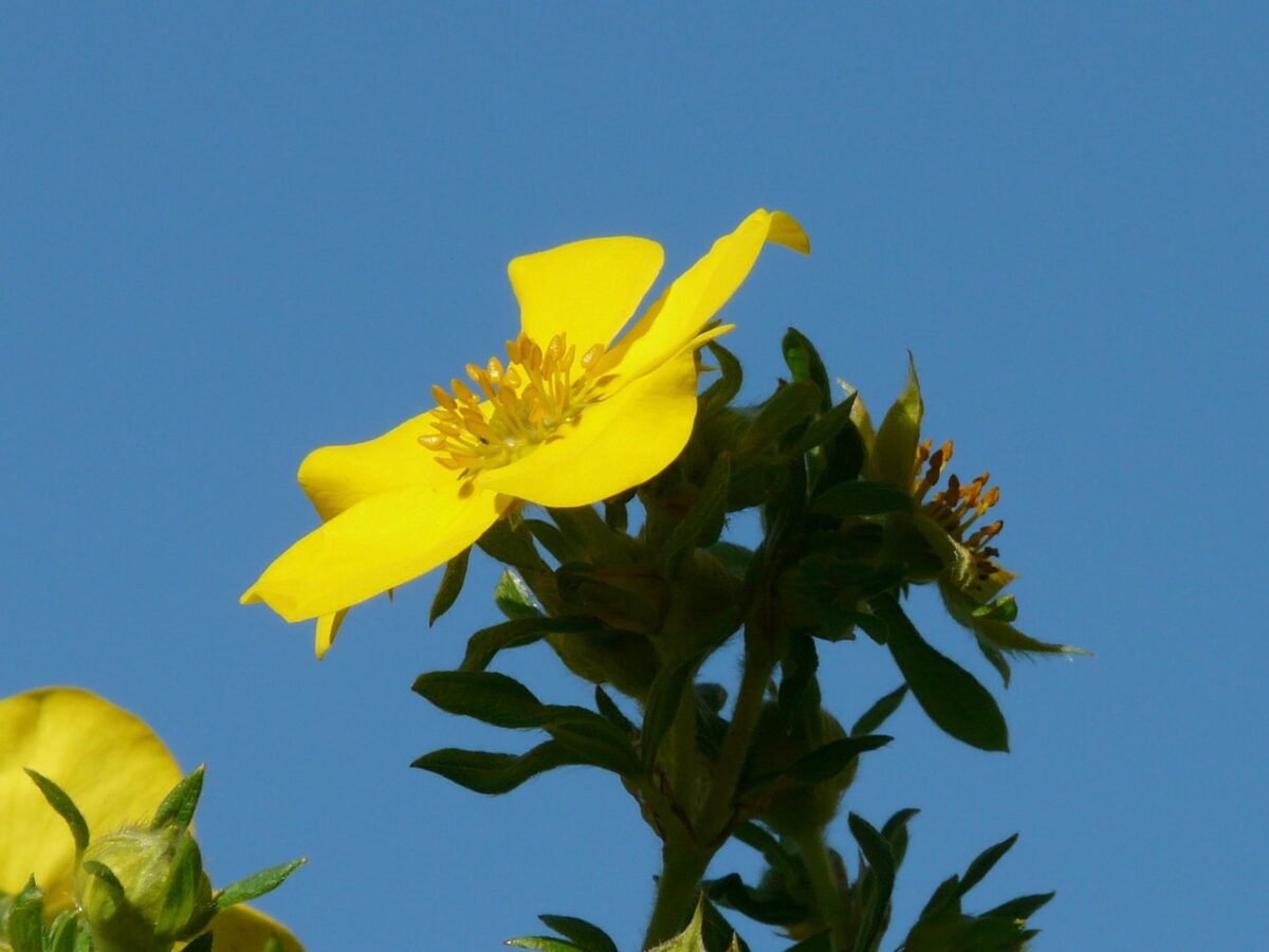 Cinquefoglio cespuglioso: il piccolo arbusto che colora il giardino per tutta l’estate Cinquefoglio cespuglioso: il piccolo arbusto che colora il giardino per tutta l’estate