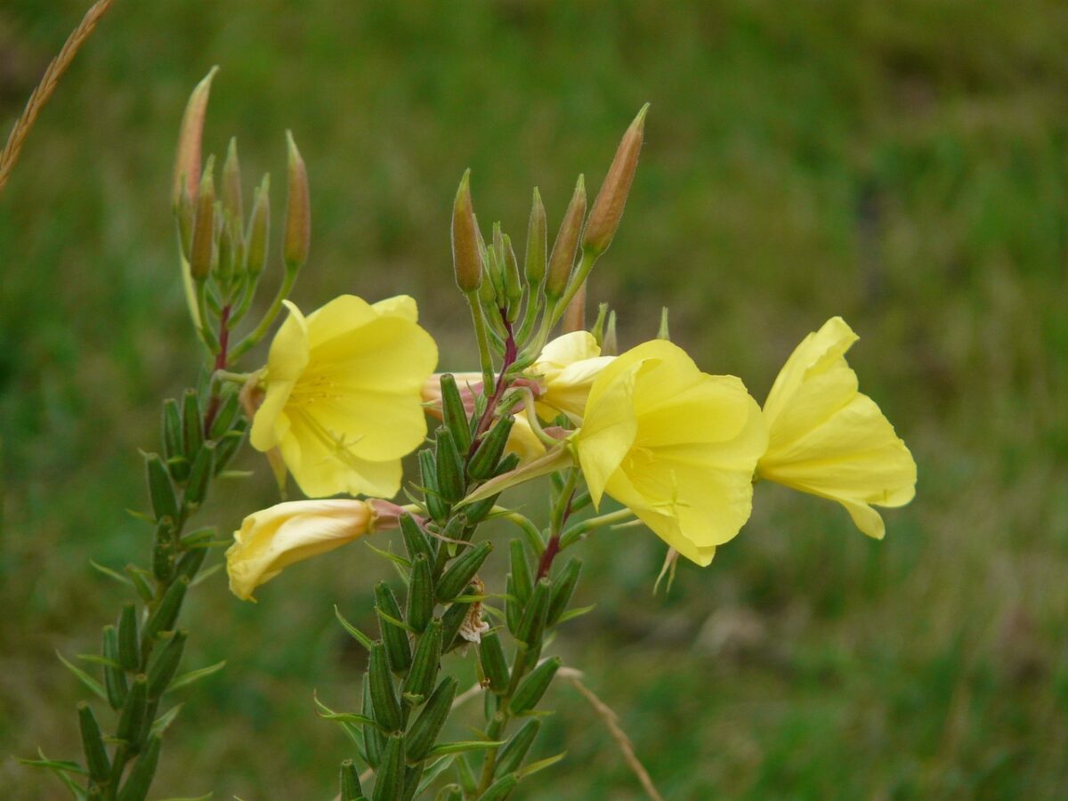 Enagra comune: la pianta dai fiori gialli e dai mille benefici Enagra comune: la pianta dai fiori gialli e dai mille benefici