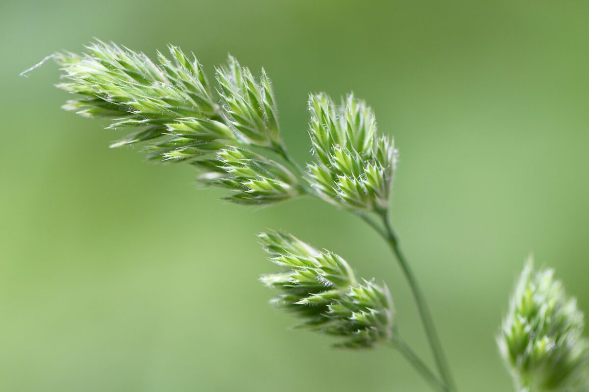 Erba mazzolina: una pianta rustica perfetta per prati e pascoli Erba mazzolina: una pianta rustica perfetta per prati e pascoli