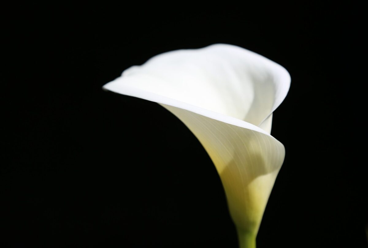 Calla Macchiettata: eleganza e fascino tra puntini bianchi e fiori raffinati Calla Macchiettata: eleganza e fascino tra puntini bianchi e fiori raffinati