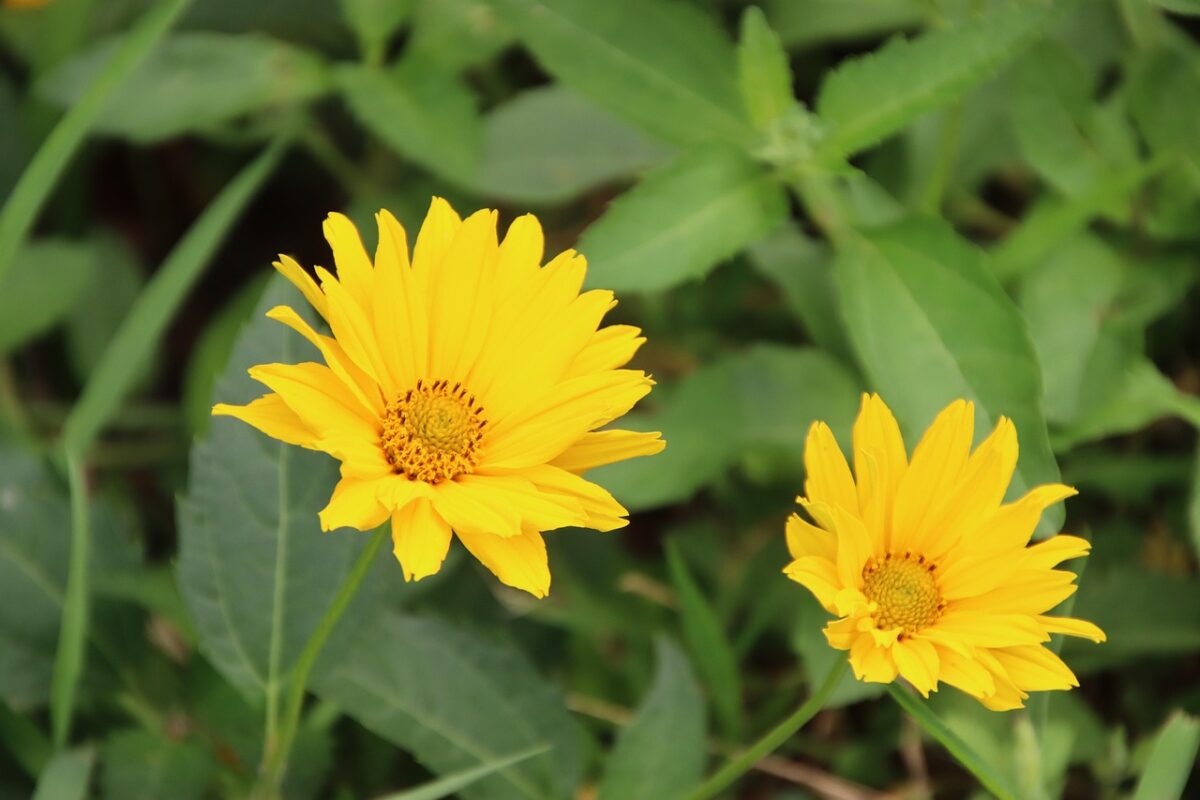 Coreopsis gialla: il fiore solare che rallegra ogni giardino Coreopsis gialla: il fiore solare che rallegra ogni giardino