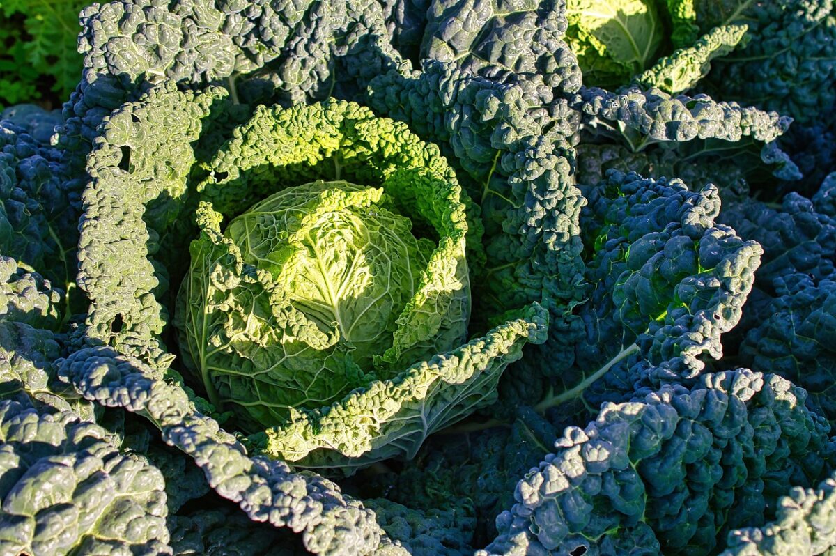 Cavolo cappuccio: guida completa alla coltivazione e cura Cavolo cappuccio: guida completa alla coltivazione e cura