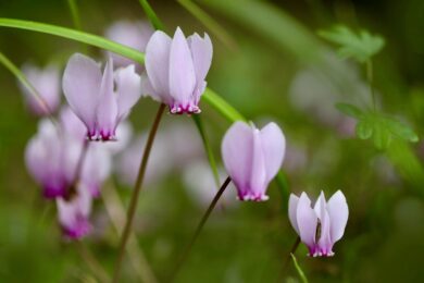 Ciclamino di Persia: la pianta che colora l’inverno con eleganza