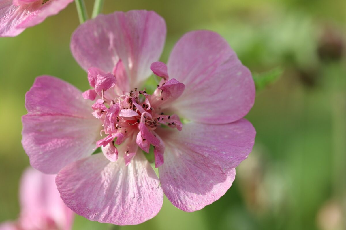 Clusia rosea: la pianta tropicale facile da coltivare anche in casa Clusia rosea: la pianta tropicale facile da coltivare anche in casa