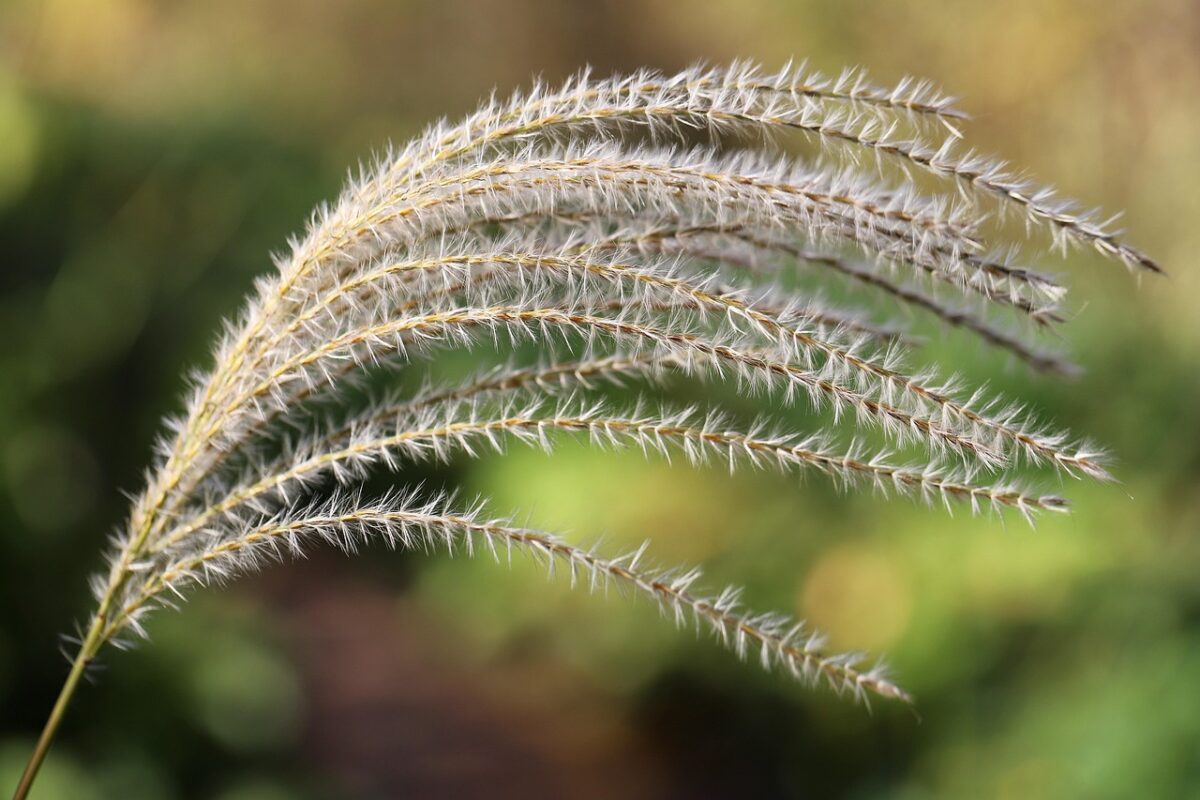 Eulalia: l’erba ornamentale che dona eleganza al giardino Eulalia: l’erba ornamentale che dona eleganza al giardino
