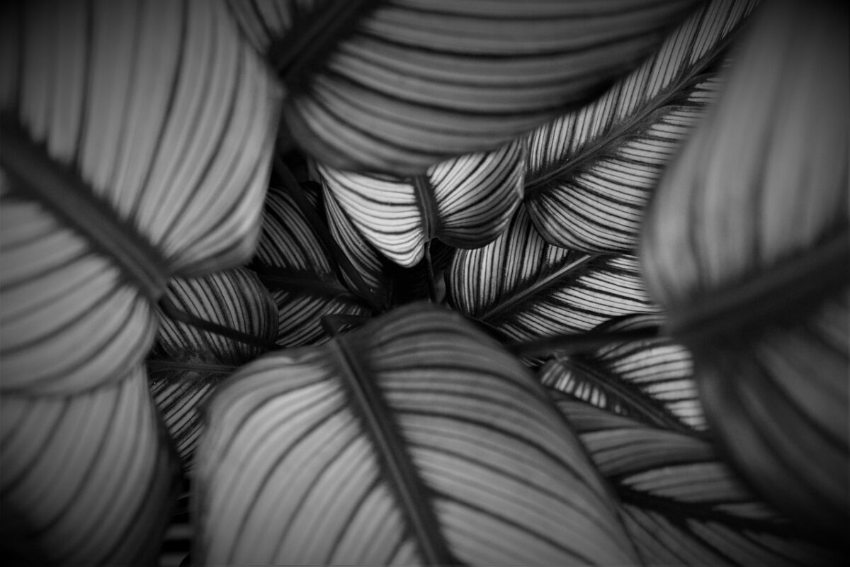 Calatea ornata: la pianta tropicale dalle foglie striate che arreda con eleganza Calatea ornata: la pianta tropicale dalle foglie striate che arreda con eleganza