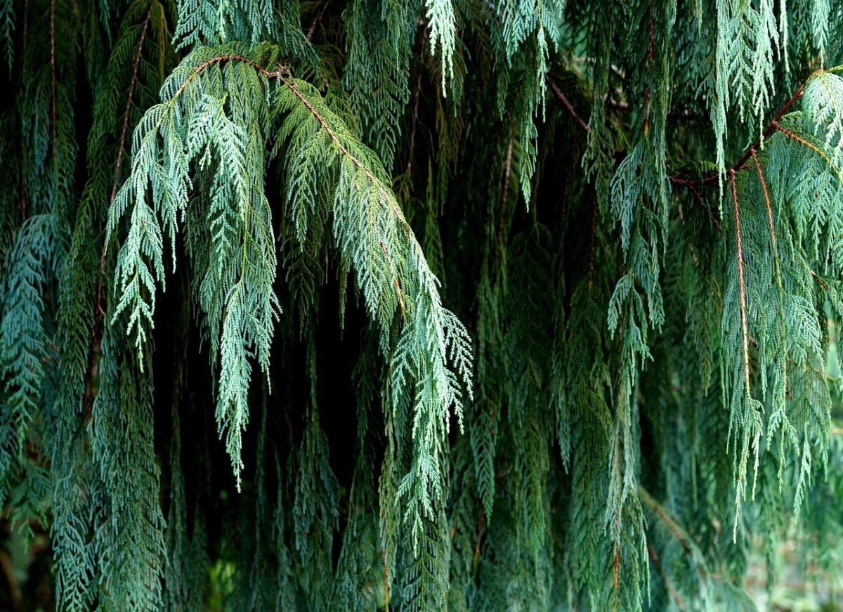 Cipresso di Monterey: eleganza e resistenza per giardini esposti al vento Cipresso di Monterey: eleganza e resistenza per giardini esposti al vento
