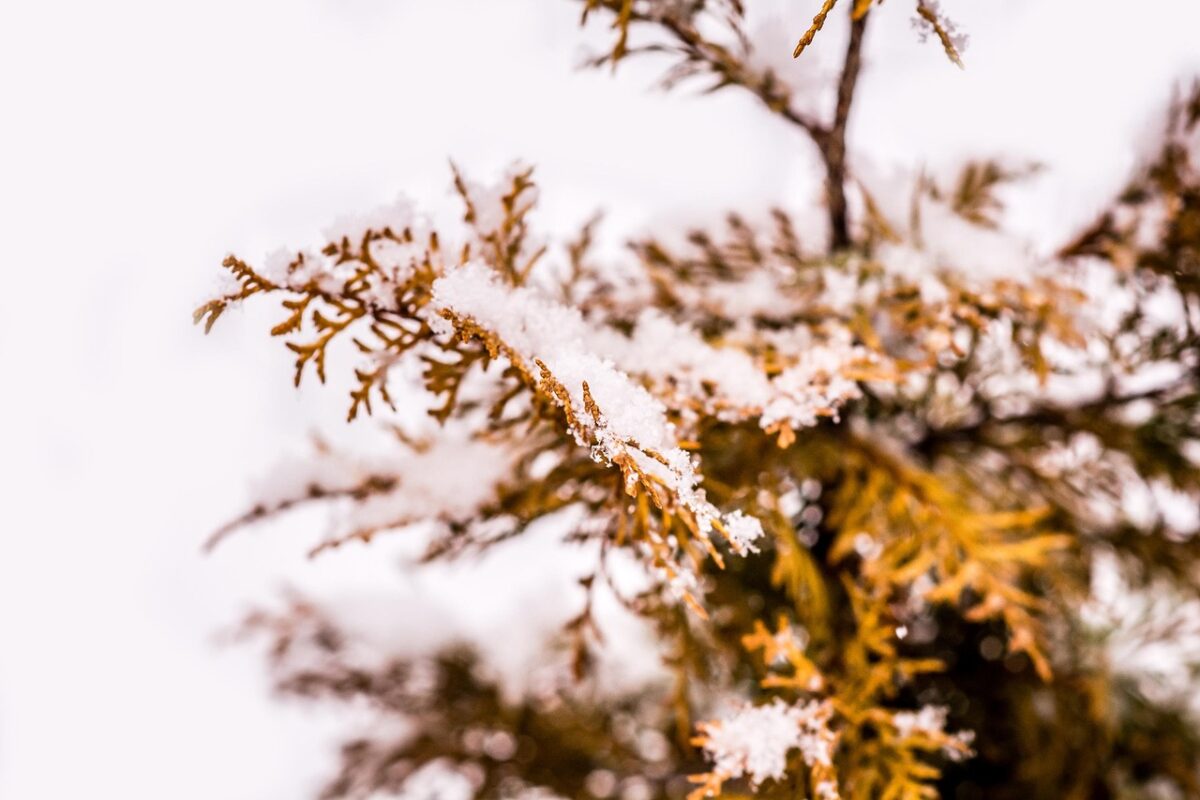 Cipresso delle paludi: eleganza senza tempo per giardini ricchi di fascino Cipresso delle paludi: eleganza senza tempo per giardini ricchi di fascino