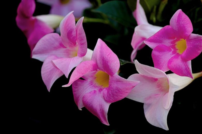 Dipladenia: il segreto di una fioritura spettacolare tutto l’anno