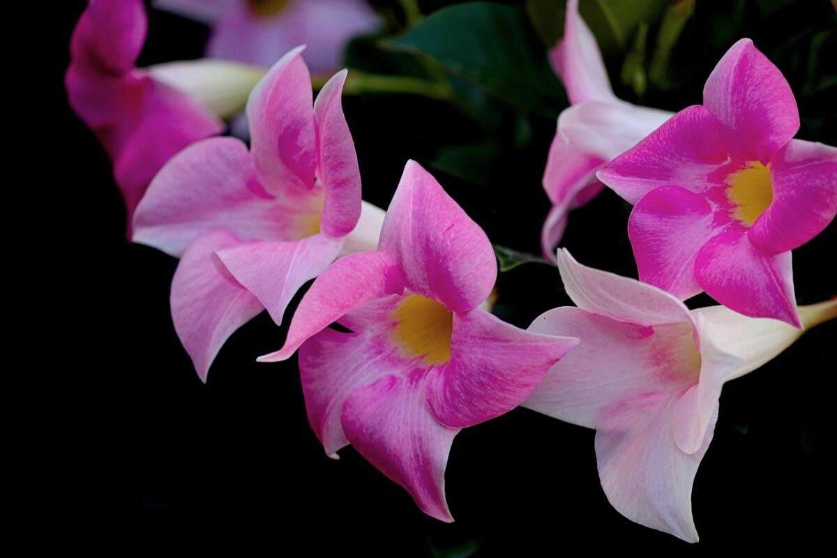 Dipladenia: il segreto di una fioritura spettacolare tutto l’anno Dipladenia: il segreto di una fioritura spettacolare tutto l’anno
