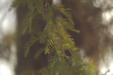 Cipresso delle paludi: eleganza senza tempo per giardini ricchi di fascino