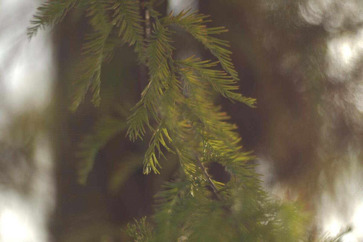 Cipresso delle paludi: eleganza senza tempo per giardini ricchi di fascino Cipresso delle paludi: eleganza senza tempo per giardini ricchi di fascino