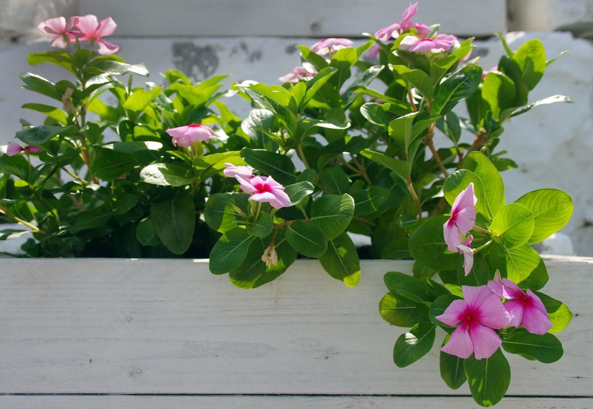Dipladenia: il segreto di una fioritura spettacolare tutto l’anno Dipladenia: il segreto di una fioritura spettacolare tutto l’anno