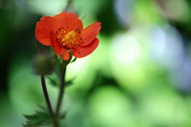 Cariofillata: la pianta rustica che colora giardini e bordure