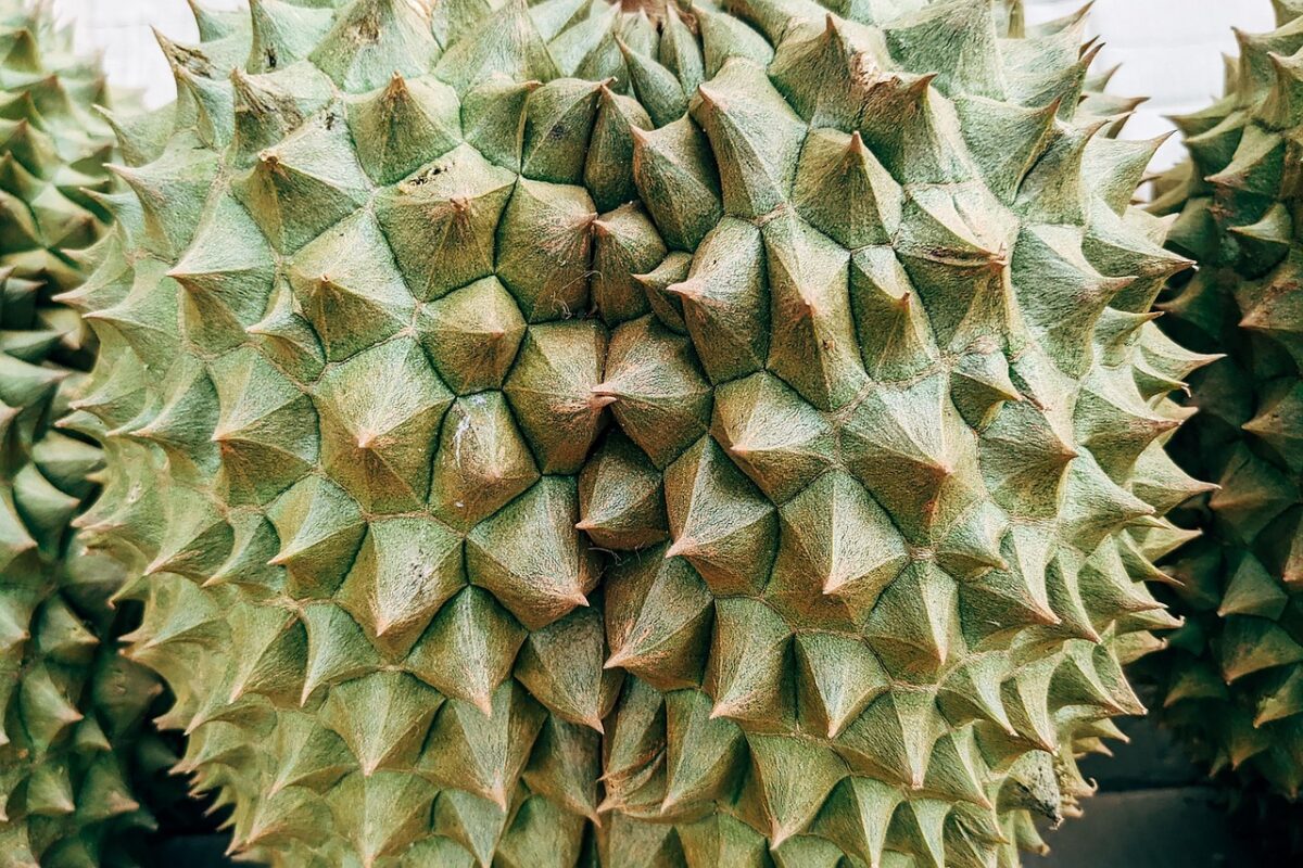 Durian: tutto sul frutto tropicale più famoso al mondo Durian: tutto sul frutto tropicale più famoso al mondo