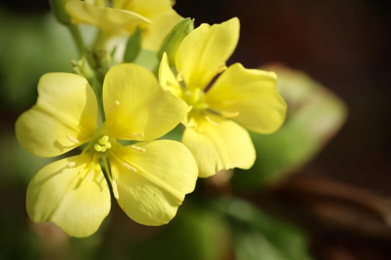 Enagra comune: la pianta dai fiori gialli e dai mille benefici