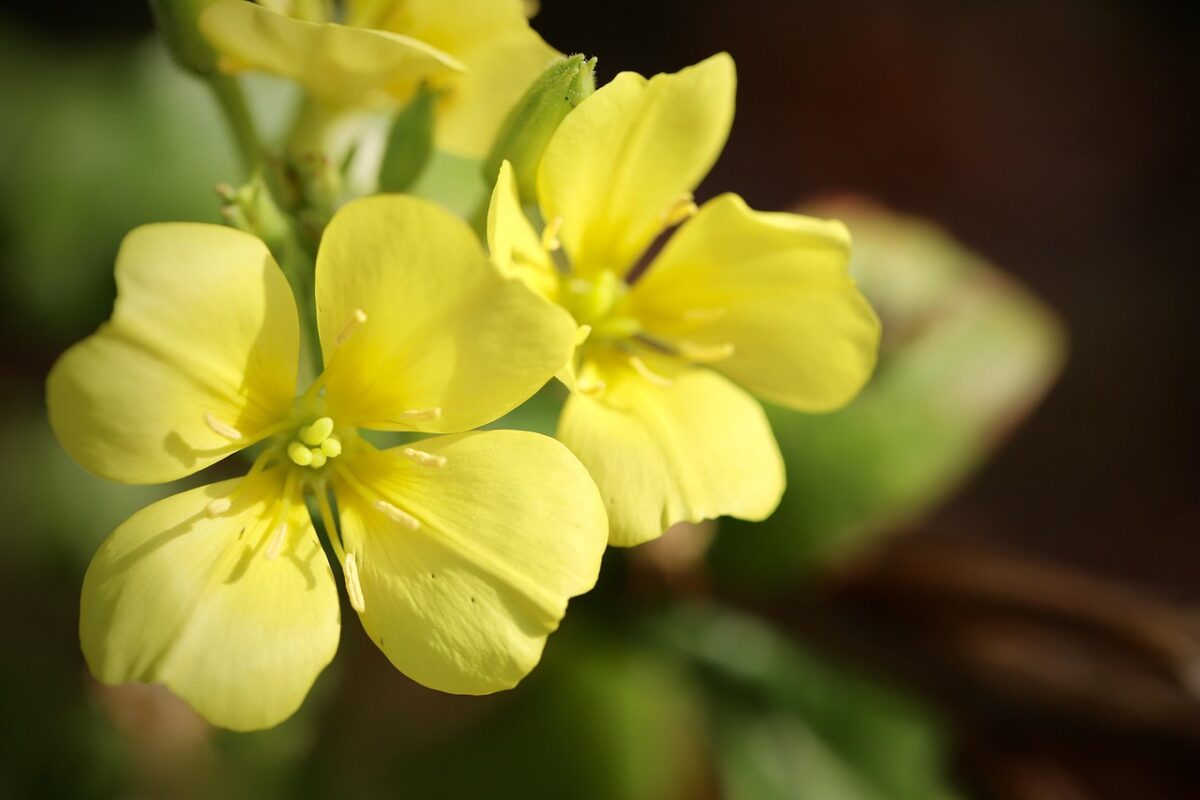 Enagra comune: la pianta dai fiori gialli e dai mille benefici Enagra comune: la pianta dai fiori gialli e dai mille benefici