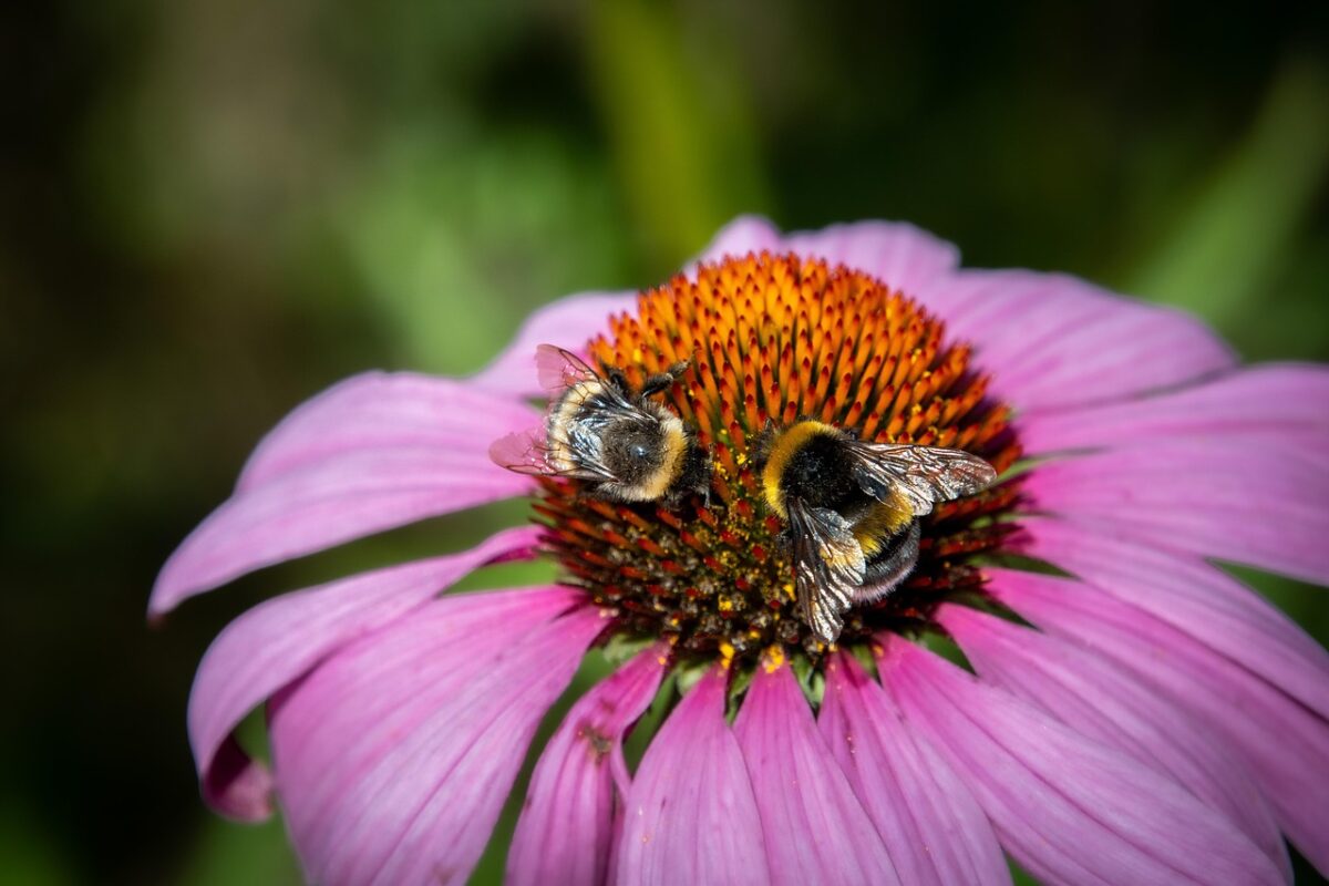 Echinacea: la pianta dai fiori vivaci che rafforza le difese naturali Echinacea: la pianta dai fiori vivaci che rafforza le difese naturali